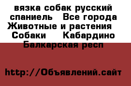 вязка собак русский спаниель - Все города Животные и растения » Собаки   . Кабардино-Балкарская респ.
